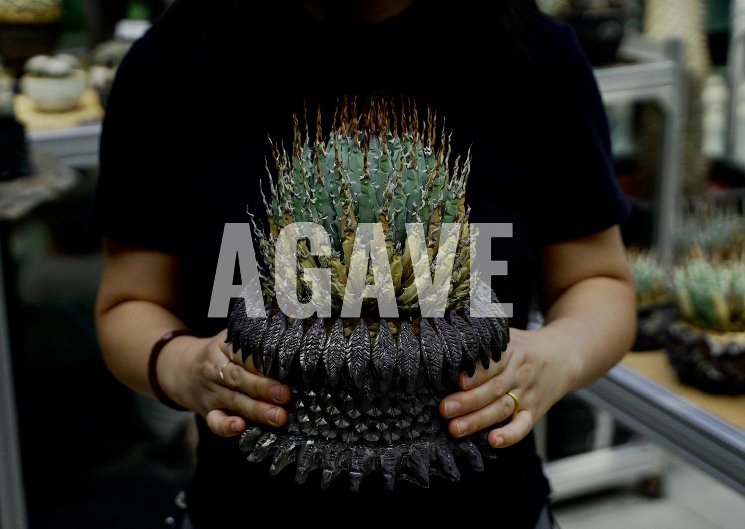agave