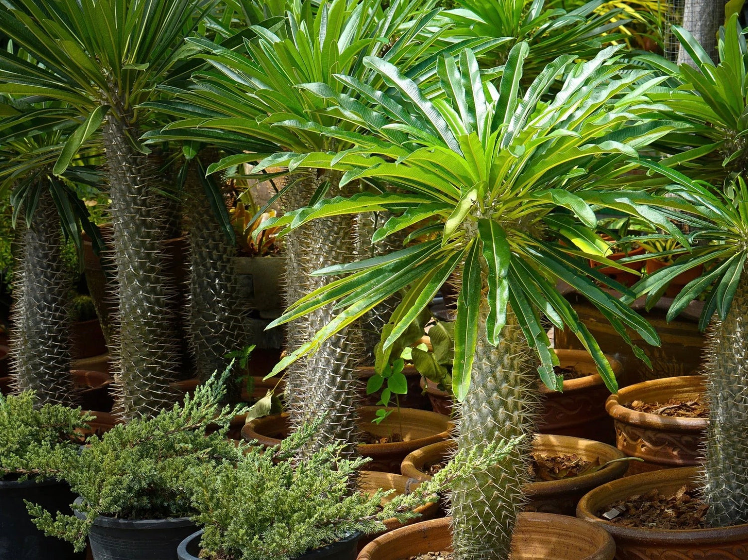 pachypodium