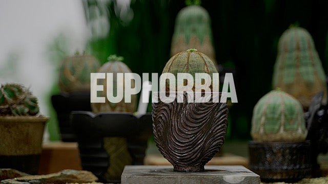 euphorbia