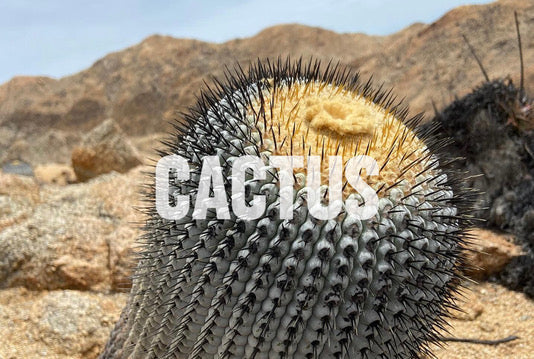 Cactus