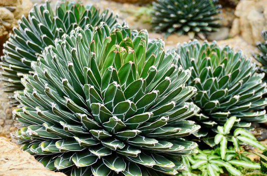 Agave-1 test