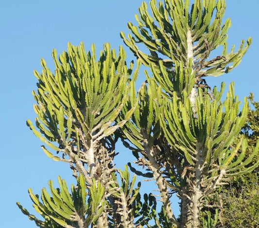 Euphorbia-1 test